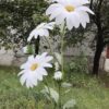 image of a 3 Giant Daisy Blooms