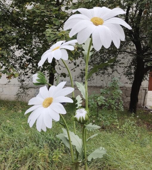 image of a 3 Giant Daisy Blooms